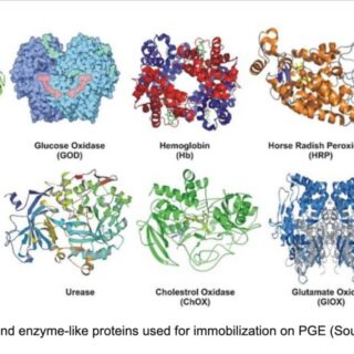 酵素の立体構造