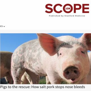 加工豚肉で鼻血を止める方法
