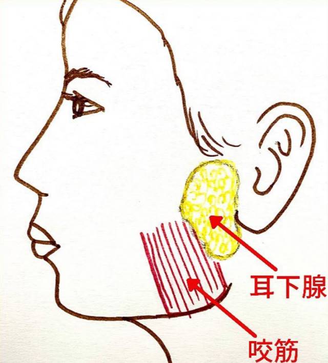 咬筋のすぐ近くに耳下腺という唾液を出す腺があります