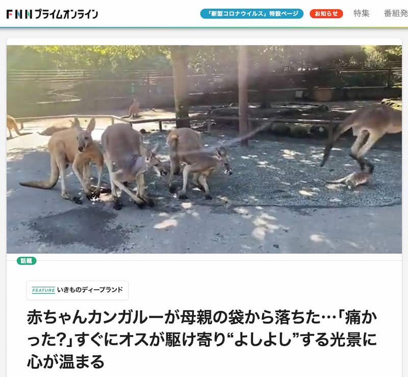 落ちた赤ちゃんカンガルーをよしよしするオスのカンガルー